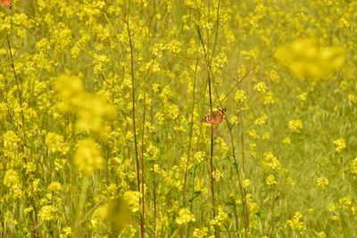 DSC_6416 (Large).JPG